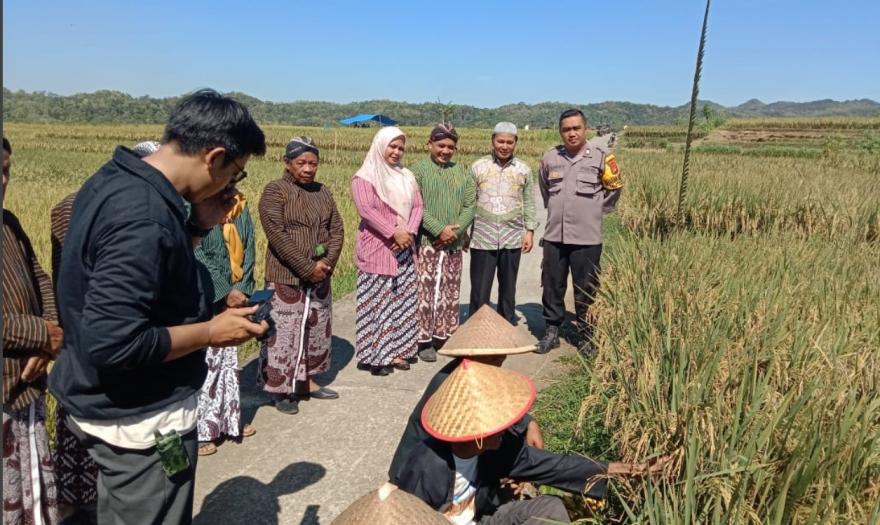 Wiwitan Panen “Manunggaling Cipto Roso”: Ungkapan Syukur Warga Padukuhan Pereng